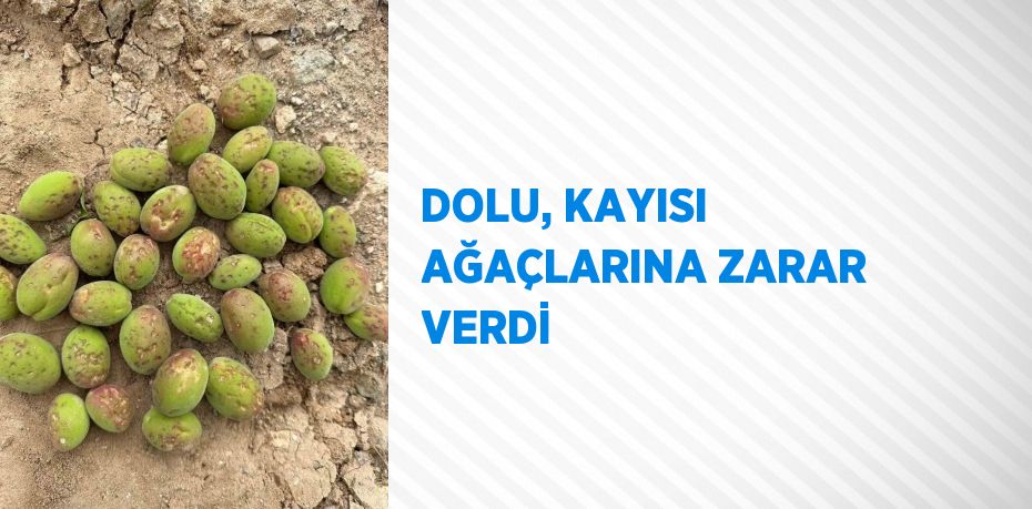 DOLU, KAYISI AĞAÇLARINA ZARAR VERDİ