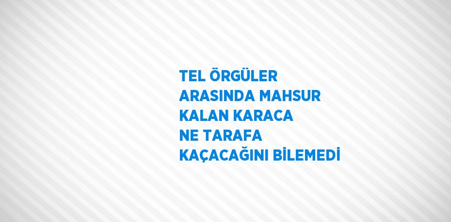 TEL ÖRGÜLER ARASINDA MAHSUR KALAN KARACA NE TARAFA KAÇACAĞINI BİLEMEDİ