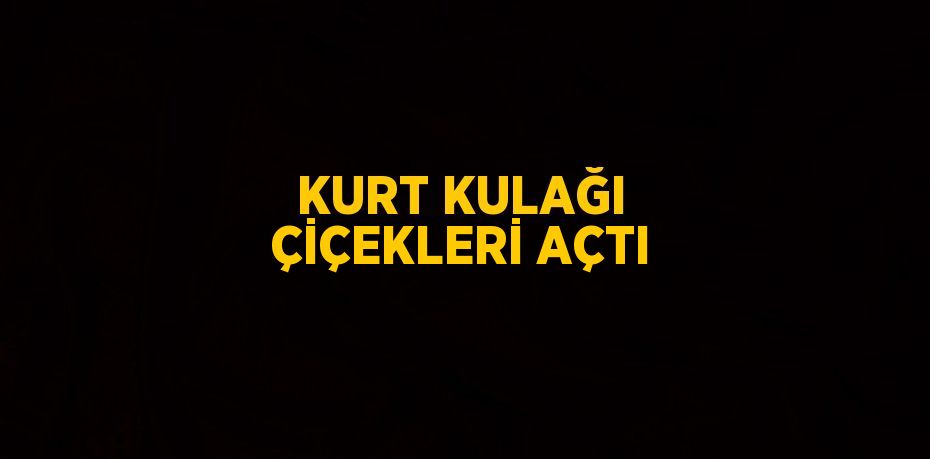 KURT KULAĞI ÇİÇEKLERİ AÇTI