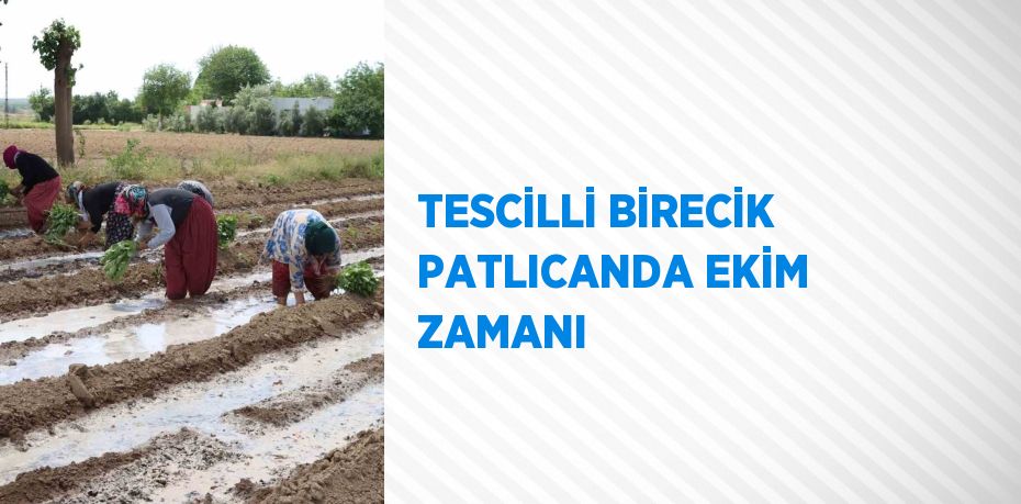 TESCİLLİ BİRECİK PATLICANDA EKİM ZAMANI