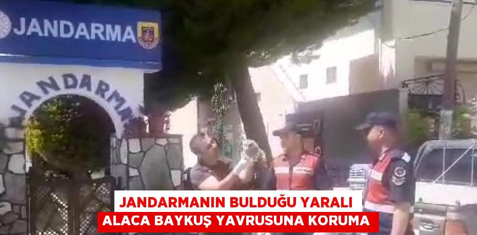 JANDARMANIN BULDUĞU YARALI ALACA BAYKUŞ YAVRUSUNA KORUMA