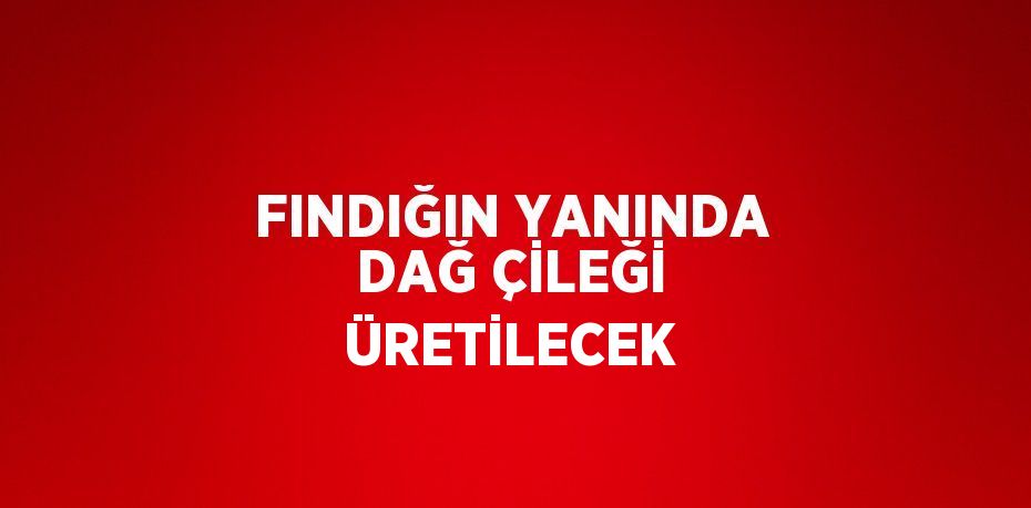 FINDIĞIN YANINDA DAĞ ÇİLEĞİ ÜRETİLECEK