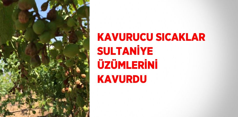 KAVURUCU SICAKLAR SULTANİYE ÜZÜMLERİNİ KAVURDU