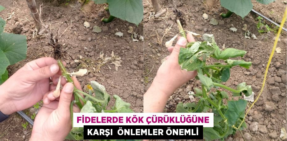 FİDELERDE KÖK ÇÜRÜKLÜĞÜNE KARŞI  ÖNLEMLER ÖNEMLİ