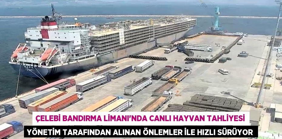 Çelebi Bandırma Limanı'nda canlı hayvan tahliyesi yönetim tarafından alınan önlemler ile hızlı sürüyor