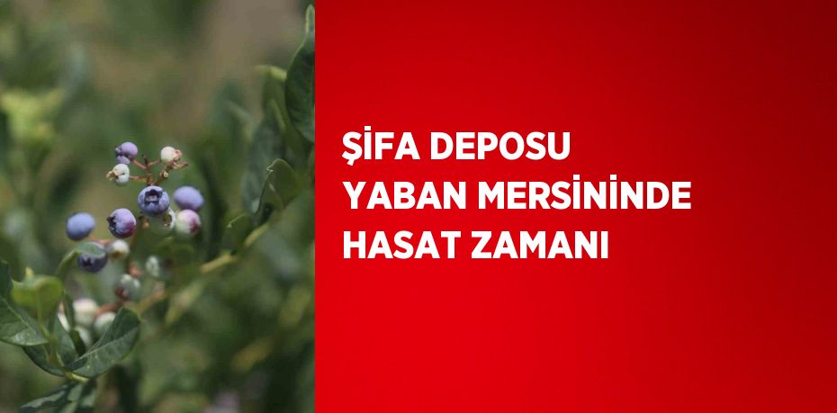 ŞİFA DEPOSU YABAN MERSİNİNDE HASAT ZAMANI