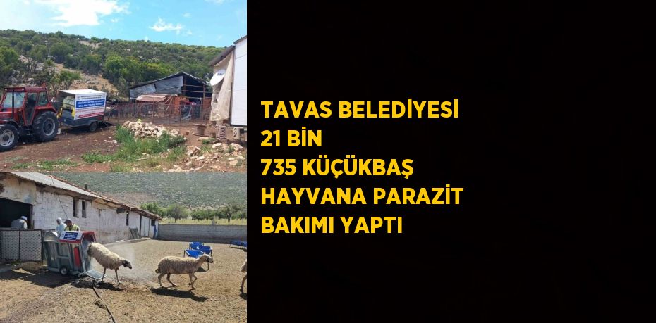 TAVAS BELEDİYESİ 21 BİN 735 KÜÇÜKBAŞ HAYVANA PARAZİT BAKIMI YAPTI