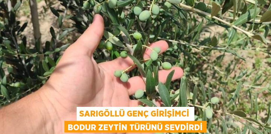 SARIGÖLLÜ GENÇ GİRİŞİMCİ BODUR ZEYTİN TÜRÜNÜ SEVDİRDİ