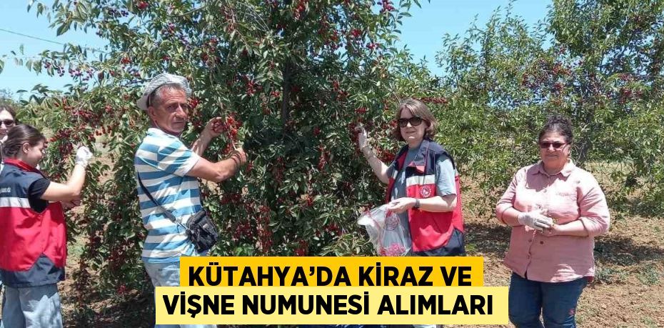 KÜTAHYA’DA KİRAZ VE VİŞNE NUMUNESİ ALIMLARI