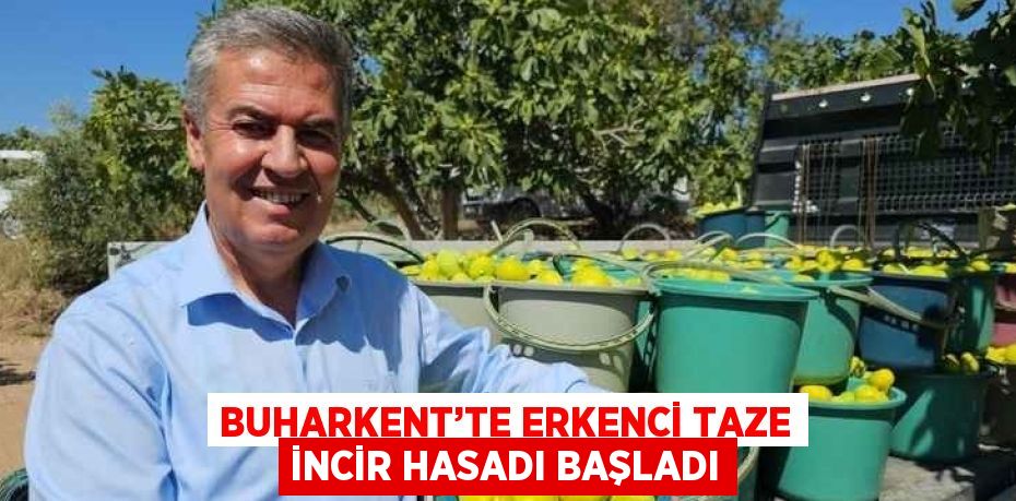 BUHARKENT’TE ERKENCİ TAZE İNCİR HASADI BAŞLADI