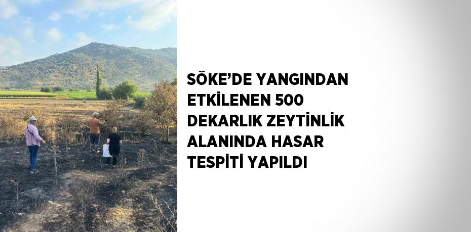 SÖKE’DE YANGINDAN ETKİLENEN 500 DEKARLIK ZEYTİNLİK ALANINDA HASAR TESPİTİ YAPILDI