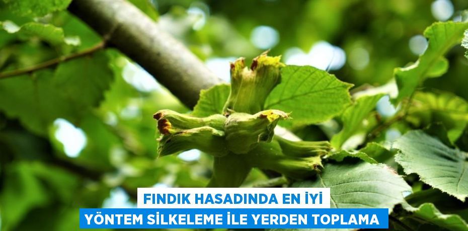 FINDIK HASADINDA EN İYİ YÖNTEM SİLKELEME İLE YERDEN TOPLAMA