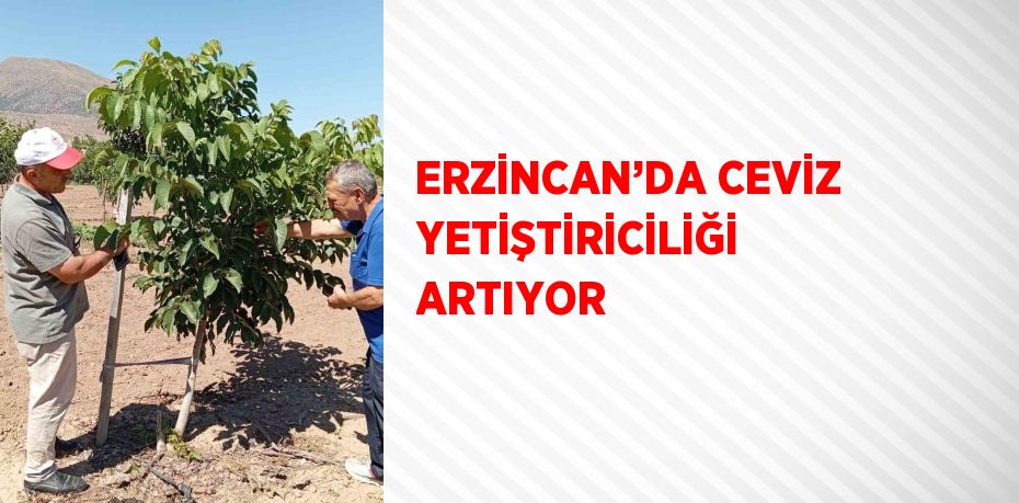 ERZİNCAN’DA CEVİZ YETİŞTİRİCİLİĞİ ARTIYOR