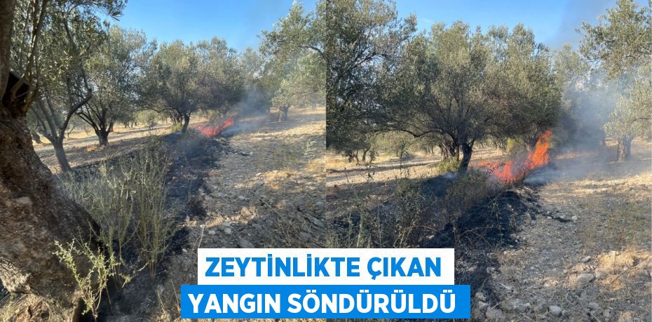 Zeytinlikte çıkan yangın söndürüldü