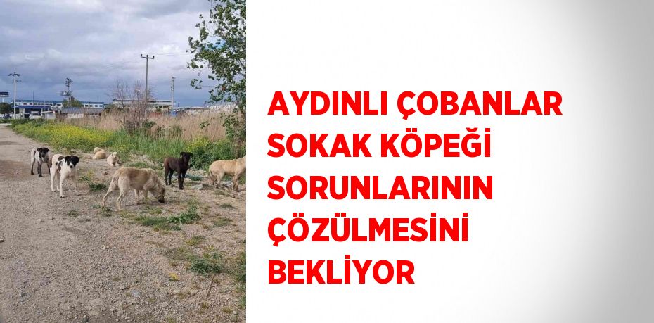 AYDINLI ÇOBANLAR SOKAK KÖPEĞİ SORUNLARININ ÇÖZÜLMESİNİ BEKLİYOR