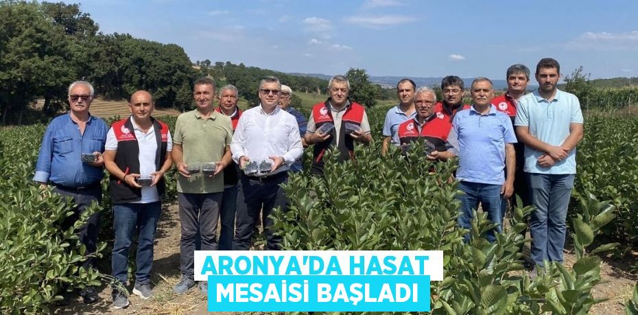 ARONYA’DA HASAT MESAİSİ BAŞLADI