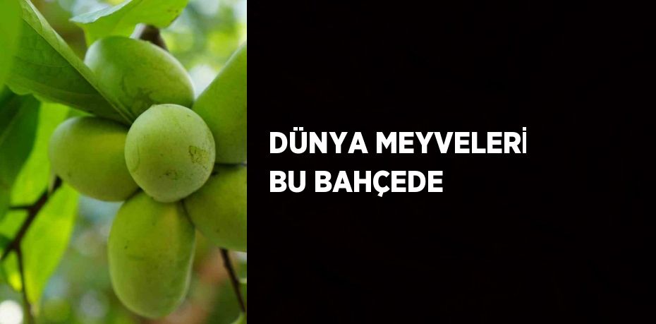 DÜNYA MEYVELERİ BU BAHÇEDE