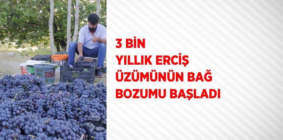 3 BİN YILLIK ERCİŞ ÜZÜMÜNÜN BAĞ BOZUMU BAŞLADI