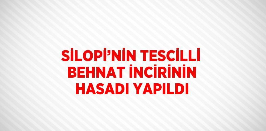 SİLOPİ’NİN TESCİLLİ BEHNAT İNCİRİNİN HASADI YAPILDI