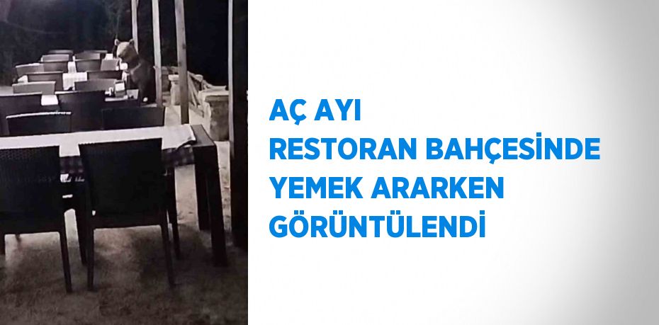 AÇ AYI RESTORAN BAHÇESİNDE YEMEK ARARKEN GÖRÜNTÜLENDİ