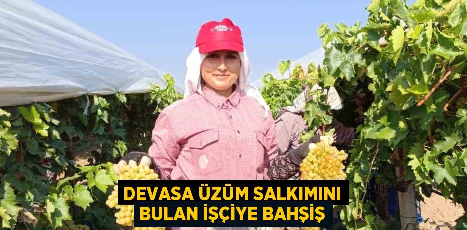 DEVASA ÜZÜM SALKIMINI BULAN İŞÇİYE BAHŞİŞ