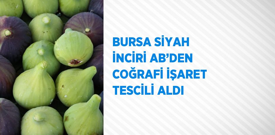 BURSA SİYAH İNCİRİ AB’DEN COĞRAFİ İŞARET TESCİLİ ALDI