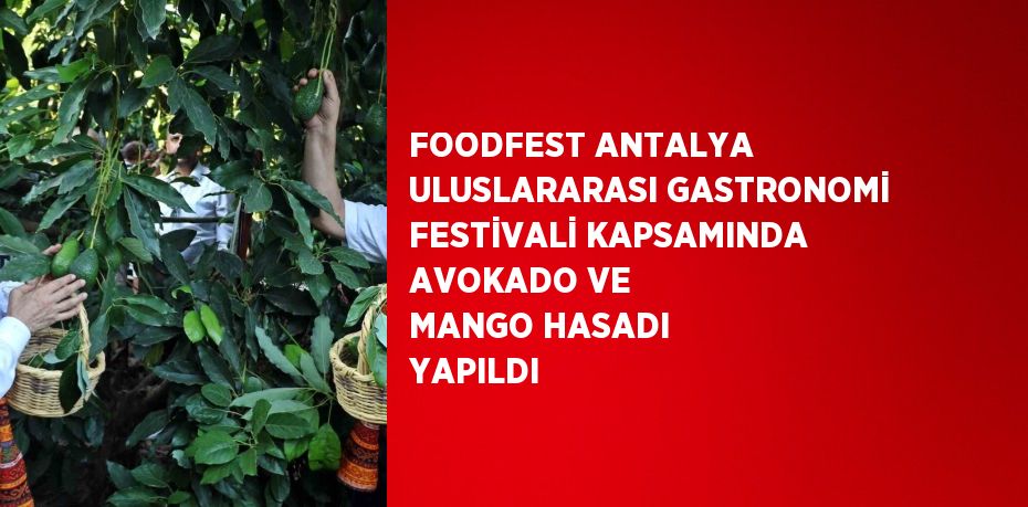 FOODFEST ANTALYA ULUSLARARASI GASTRONOMİ FESTİVALİ KAPSAMINDA AVOKADO VE MANGO HASADI YAPILDI