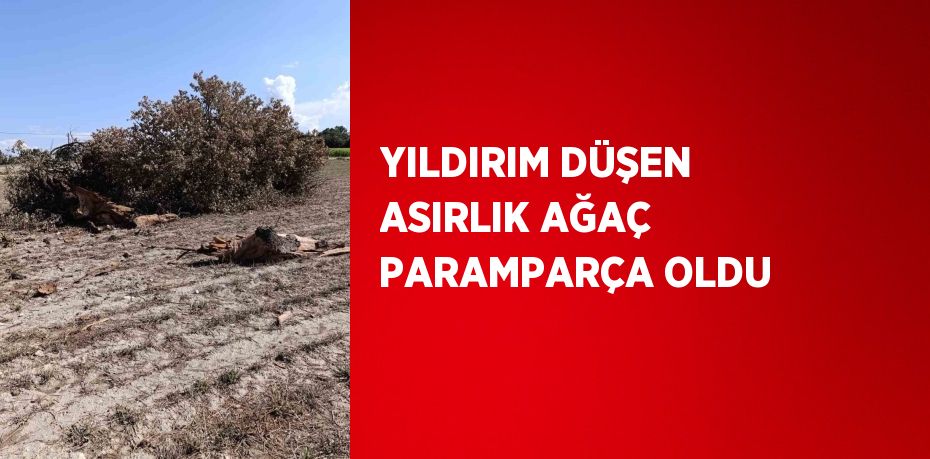 YILDIRIM DÜŞEN ASIRLIK AĞAÇ PARAMPARÇA OLDU