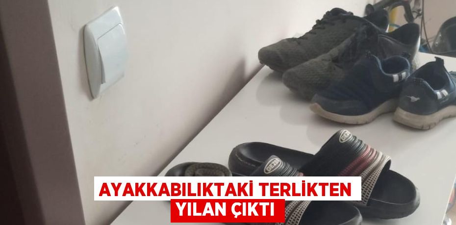 AYAKKABILIKTAKİ TERLİKTEN YILAN ÇIKTI