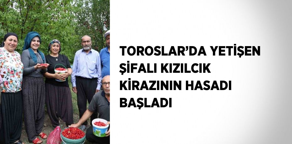 TOROSLAR’DA YETİŞEN ŞİFALI KIZILCIK KİRAZININ HASADI BAŞLADI