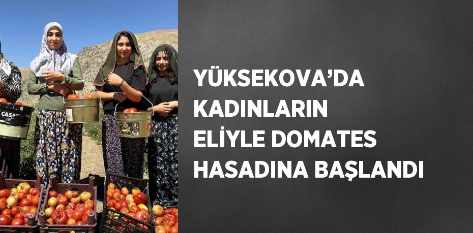 YÜKSEKOVA’DA KADINLARIN ELİYLE DOMATES HASADINA BAŞLANDI