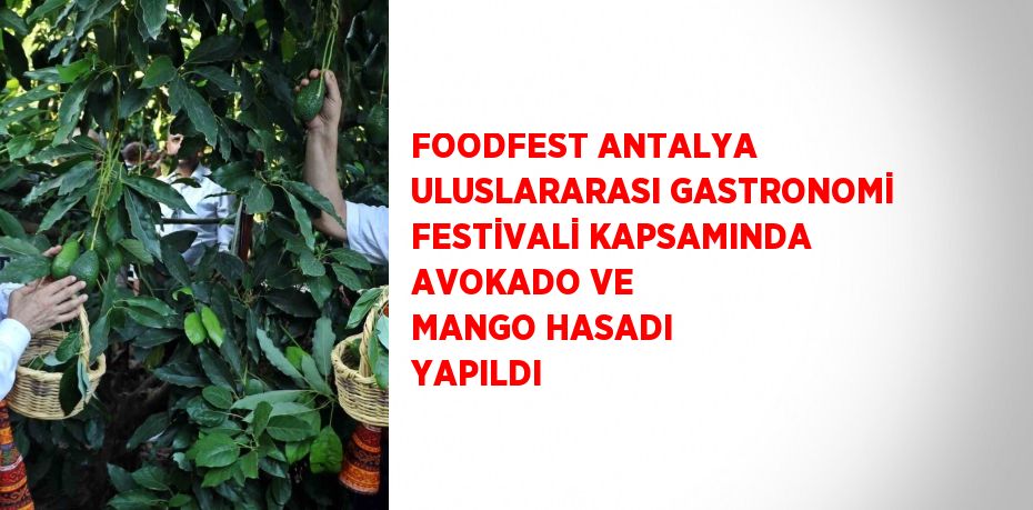 FOODFEST ANTALYA ULUSLARARASI GASTRONOMİ FESTİVALİ KAPSAMINDA AVOKADO VE MANGO HASADI YAPILDI