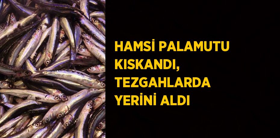 HAMSİ PALAMUTU KISKANDI, TEZGAHLARDA YERİNİ ALDI