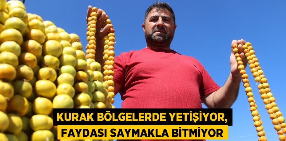 Kurak bölgelerde yetişiyor, faydası saymakla bitmiyor