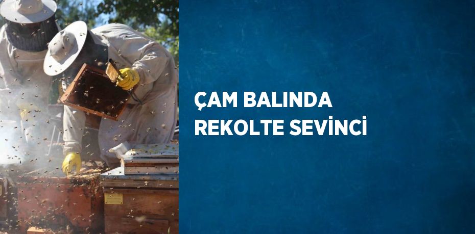 ÇAM BALINDA REKOLTE SEVİNCİ