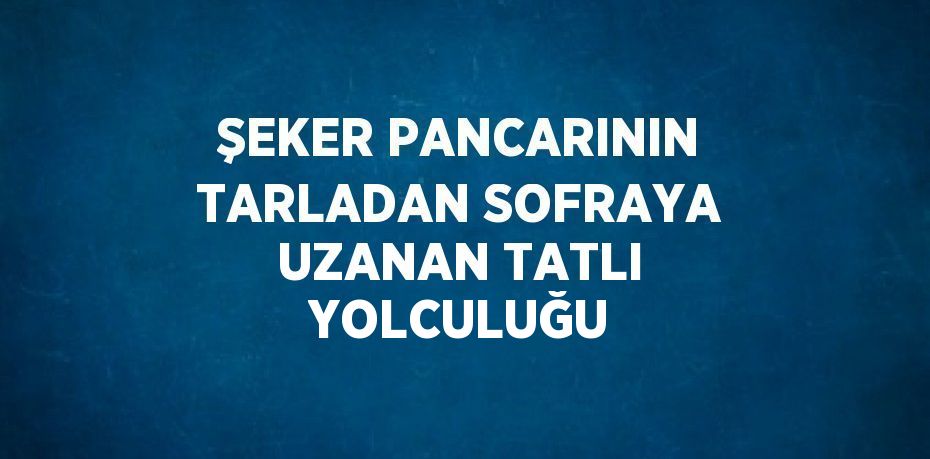 ŞEKER PANCARININ TARLADAN SOFRAYA UZANAN TATLI YOLCULUĞU