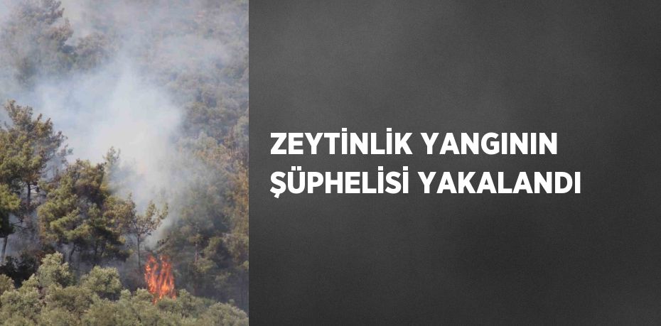 ZEYTİNLİK YANGININ ŞÜPHELİSİ YAKALANDI