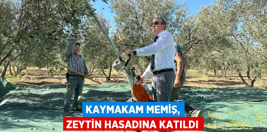 KAYMAKAM MEMİŞ, ZEYTİN HASADINA KATILDI