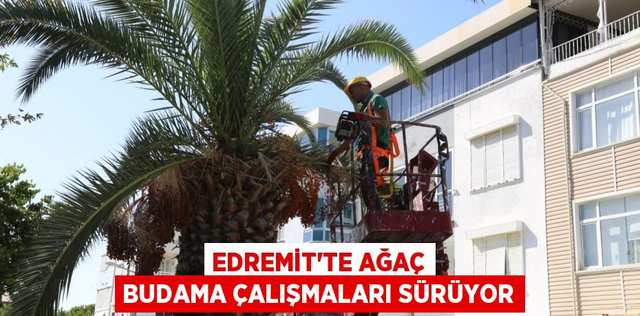 EDREMİT’TE AĞAÇ BUDAMA ÇALIŞMALARI SÜRÜYOR