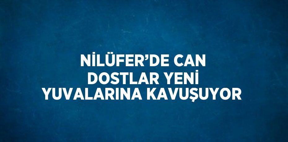 NİLÜFER’DE CAN DOSTLAR YENİ YUVALARINA KAVUŞUYOR