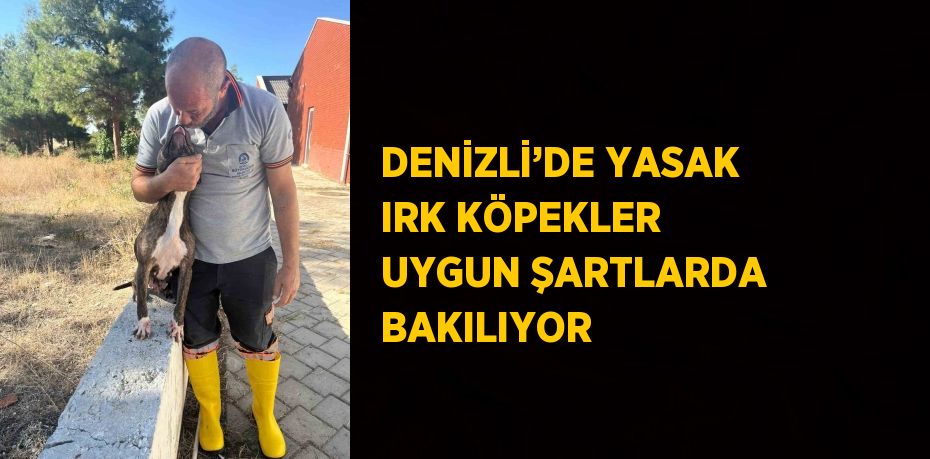 DENİZLİ’DE YASAK IRK KÖPEKLER UYGUN ŞARTLARDA BAKILIYOR