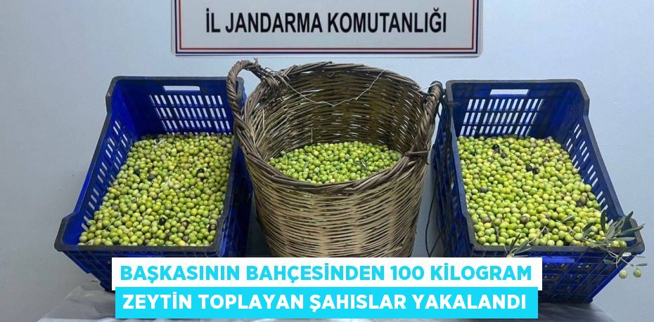 BAŞKASININ BAHÇESİNDEN 100 KİLOGRAM ZEYTİN TOPLAYAN ŞAHISLAR YAKALANDI