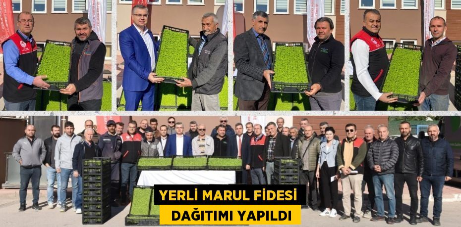 YERLİ MARUL FİDESİ   DAĞITIMI YAPILDI