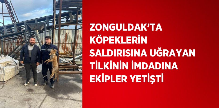 ZONGULDAK’TA KÖPEKLERİN SALDIRISINA UĞRAYAN TİLKİNİN İMDADINA EKİPLER YETİŞTİ