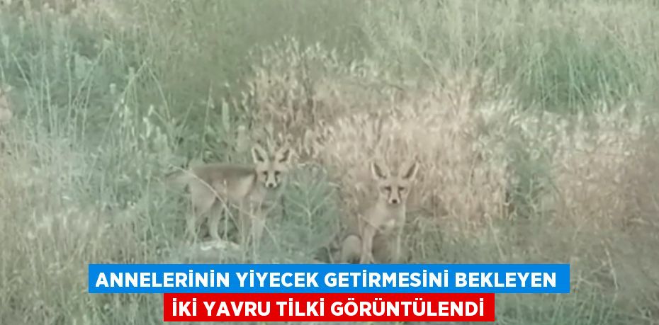 ANNELERİNİN YİYECEK GETİRMESİNİ BEKLEYEN İKİ YAVRU TİLKİ GÖRÜNTÜLENDİ