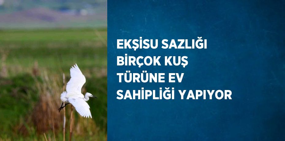 EKŞİSU SAZLIĞI BİRÇOK KUŞ TÜRÜNE EV SAHİPLİĞİ YAPIYOR