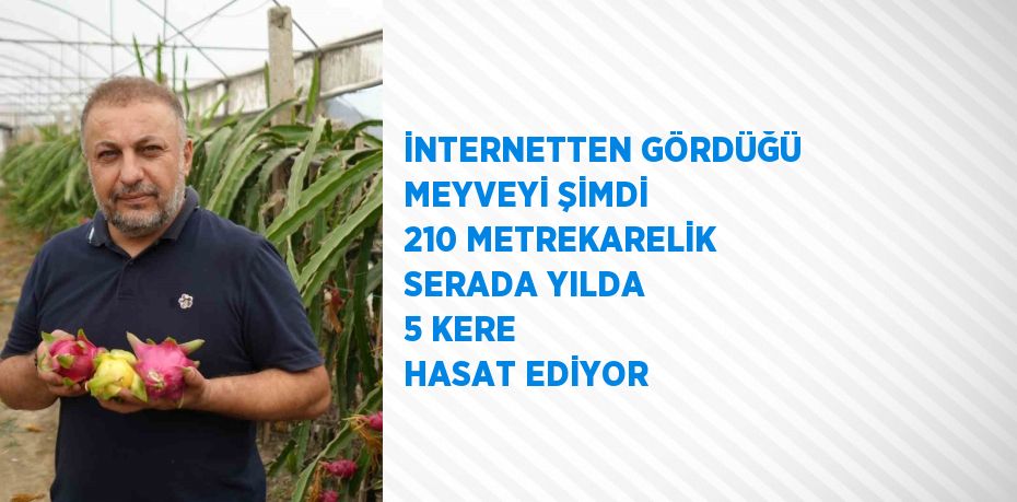 İNTERNETTEN GÖRDÜĞÜ MEYVEYİ ŞİMDİ 210 METREKARELİK SERADA YILDA 5 KERE HASAT EDİYOR