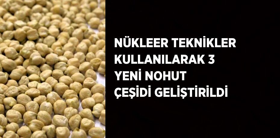 NÜKLEER TEKNİKLER KULLANILARAK 3 YENİ NOHUT ÇEŞİDİ GELİŞTİRİLDİ