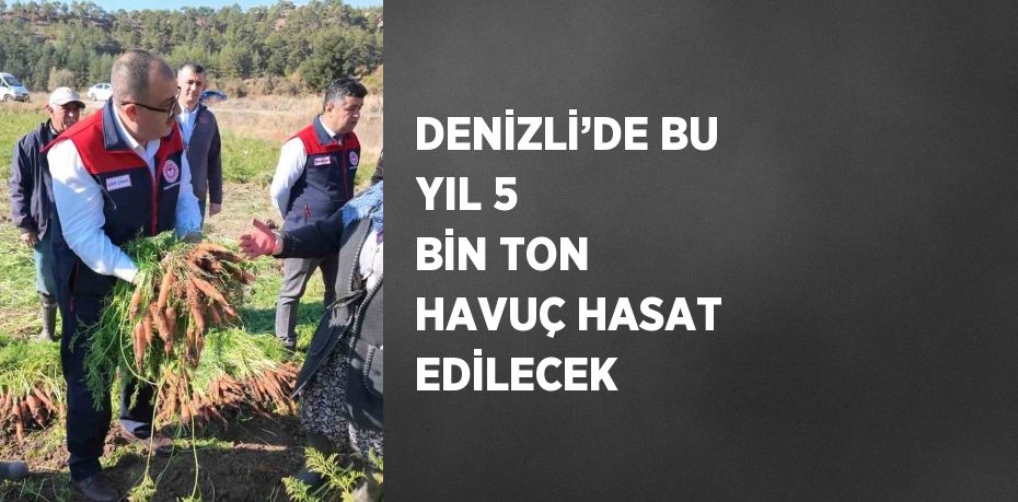 DENİZLİ’DE BU YIL 5 BİN TON HAVUÇ HASAT EDİLECEK