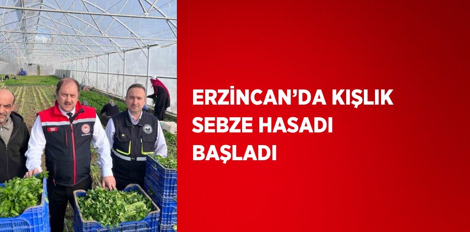 ERZİNCAN’DA KIŞLIK SEBZE HASADI BAŞLADI